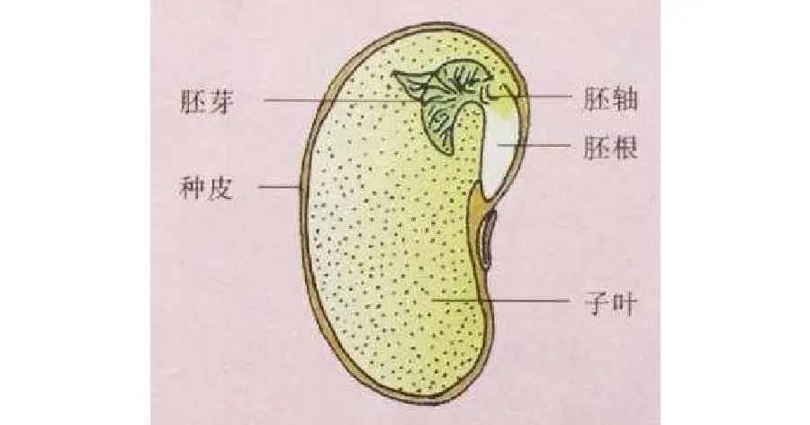 6. 豆制品的主要原料-20250814171344177.webp